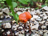 Rötlicher Gallerttrichterling - Ansicht von leicht schräg oben. Wir sehen den Rötlichen Gallerttrichterling an einem typischen Fundort - auf Wegen mit Kalkgehalt bzw. kalkhaltigen Steinen. 